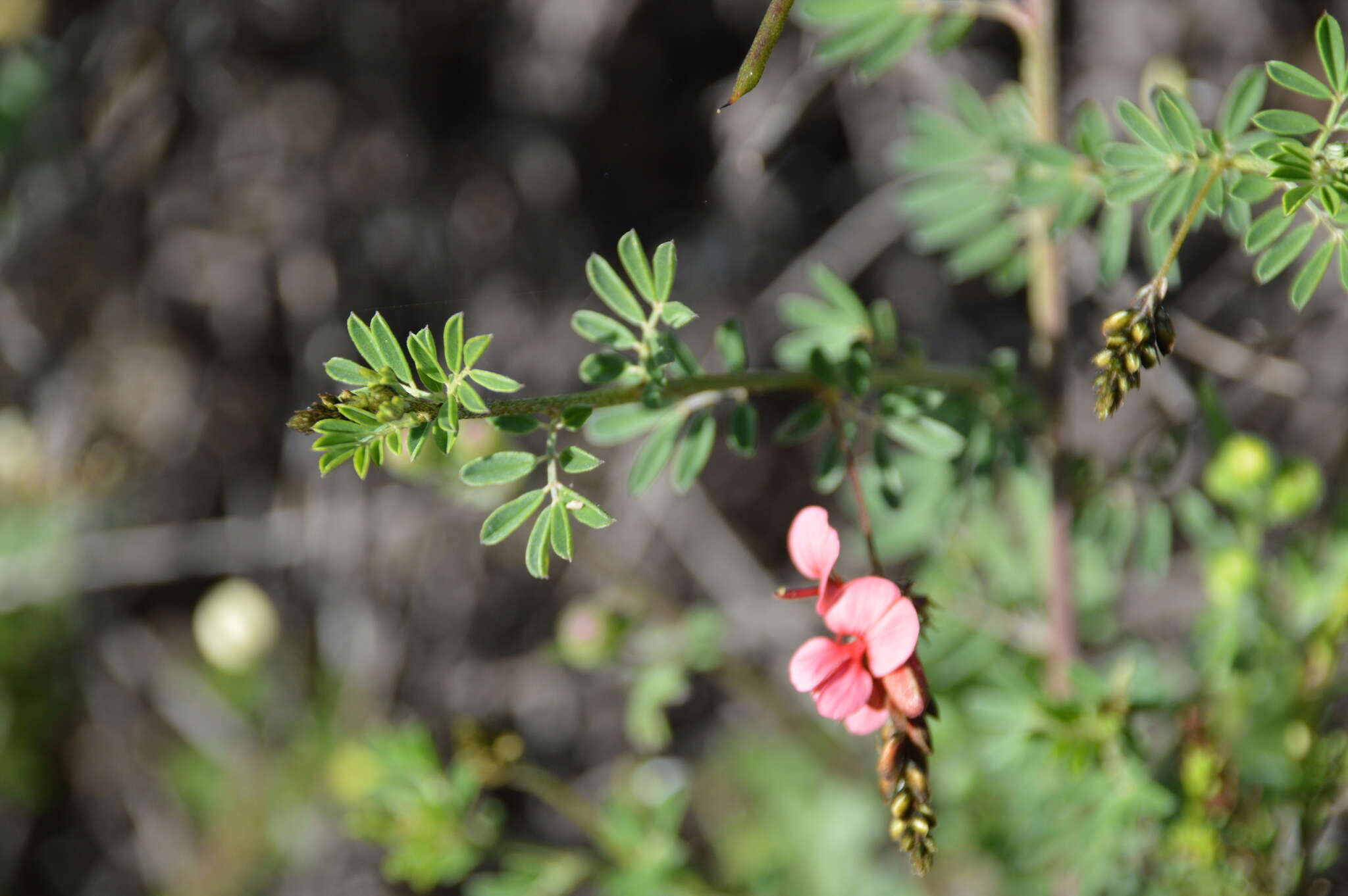 Слика од Indigofera microcarpa Desv.