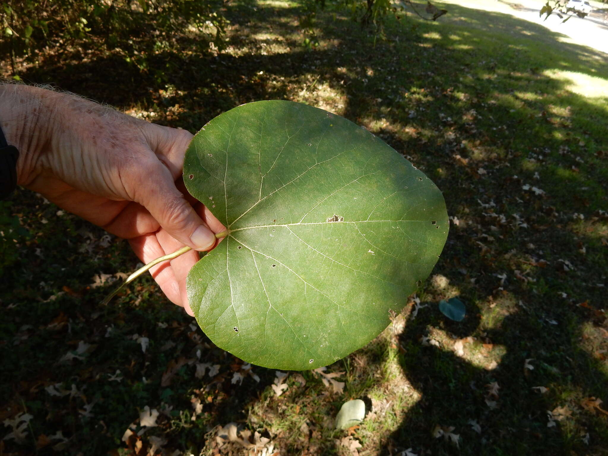 Image of woolly dutchman's pipe