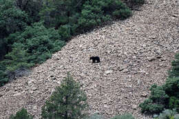 Image of Mexican Black Bear