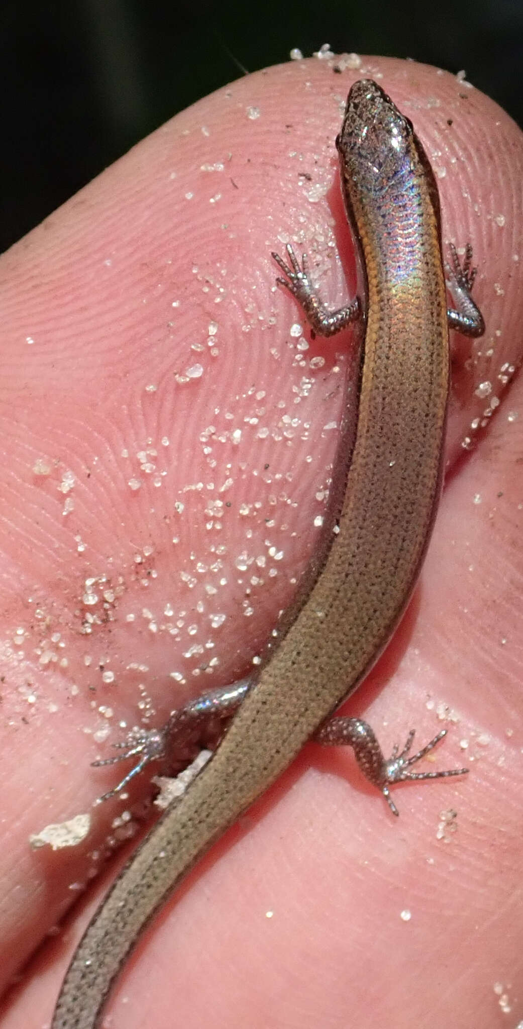 Image of Panaspis maculicollis (Jacobson & Broadley 2000)