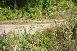 Image of Cirsium serrulatum (M. Bieb.) Fischer