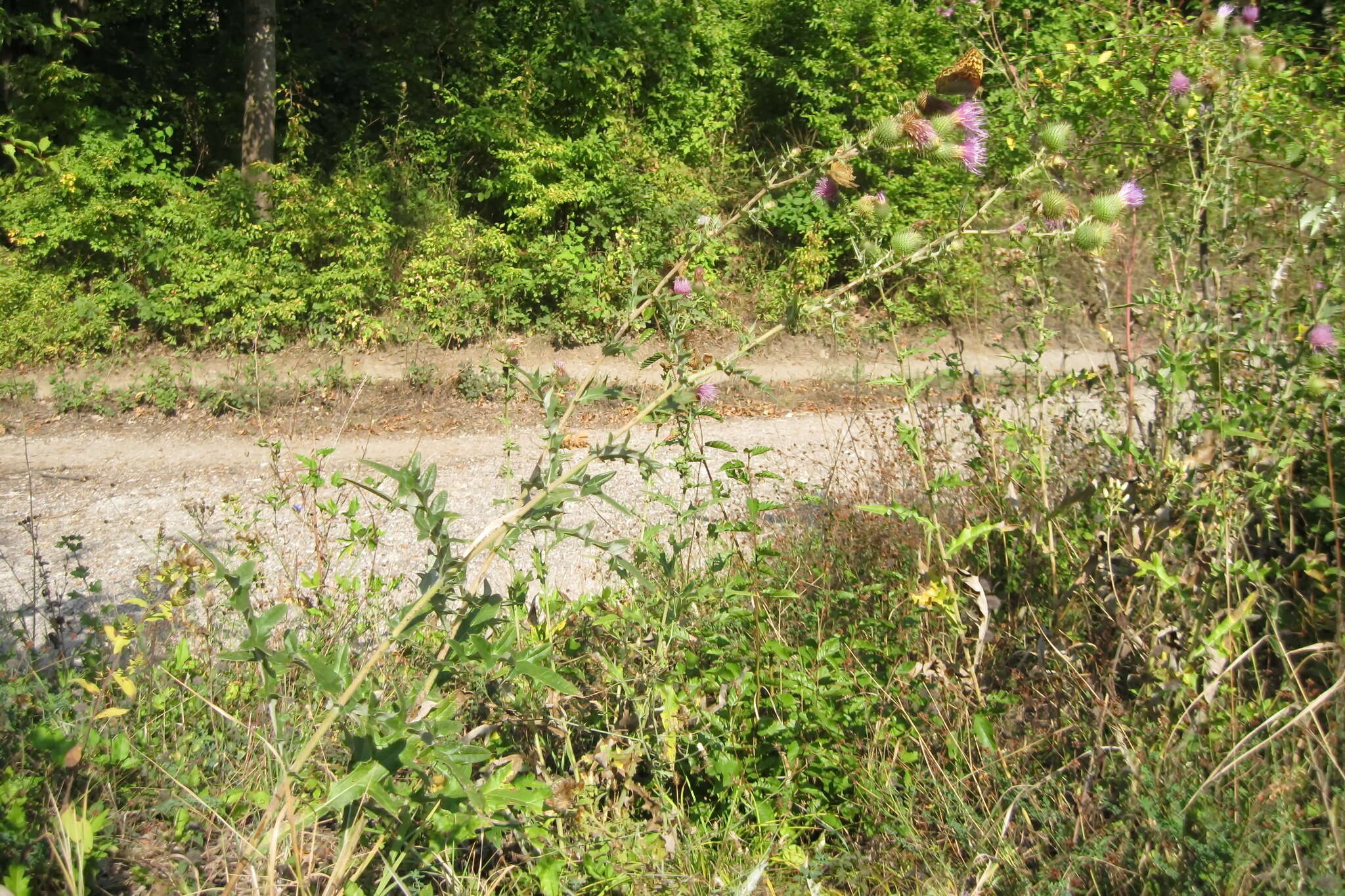 Cirsium serrulatum (M. Bieb.) Fischer的圖片