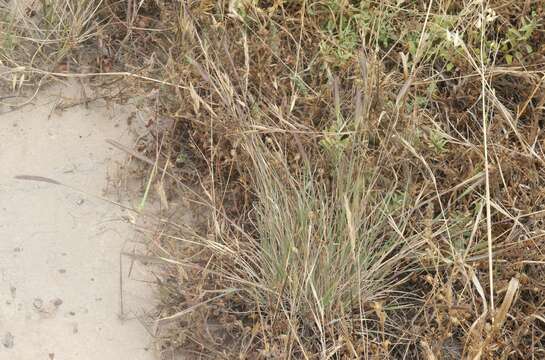 Imagem de Hordeum californicum Covas & Stebbins