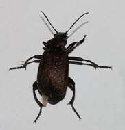 Calosoma (Campalita) chlorostictum Dejean 1831 resmi