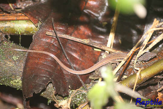 Image of White-Striped Eyed Lizard