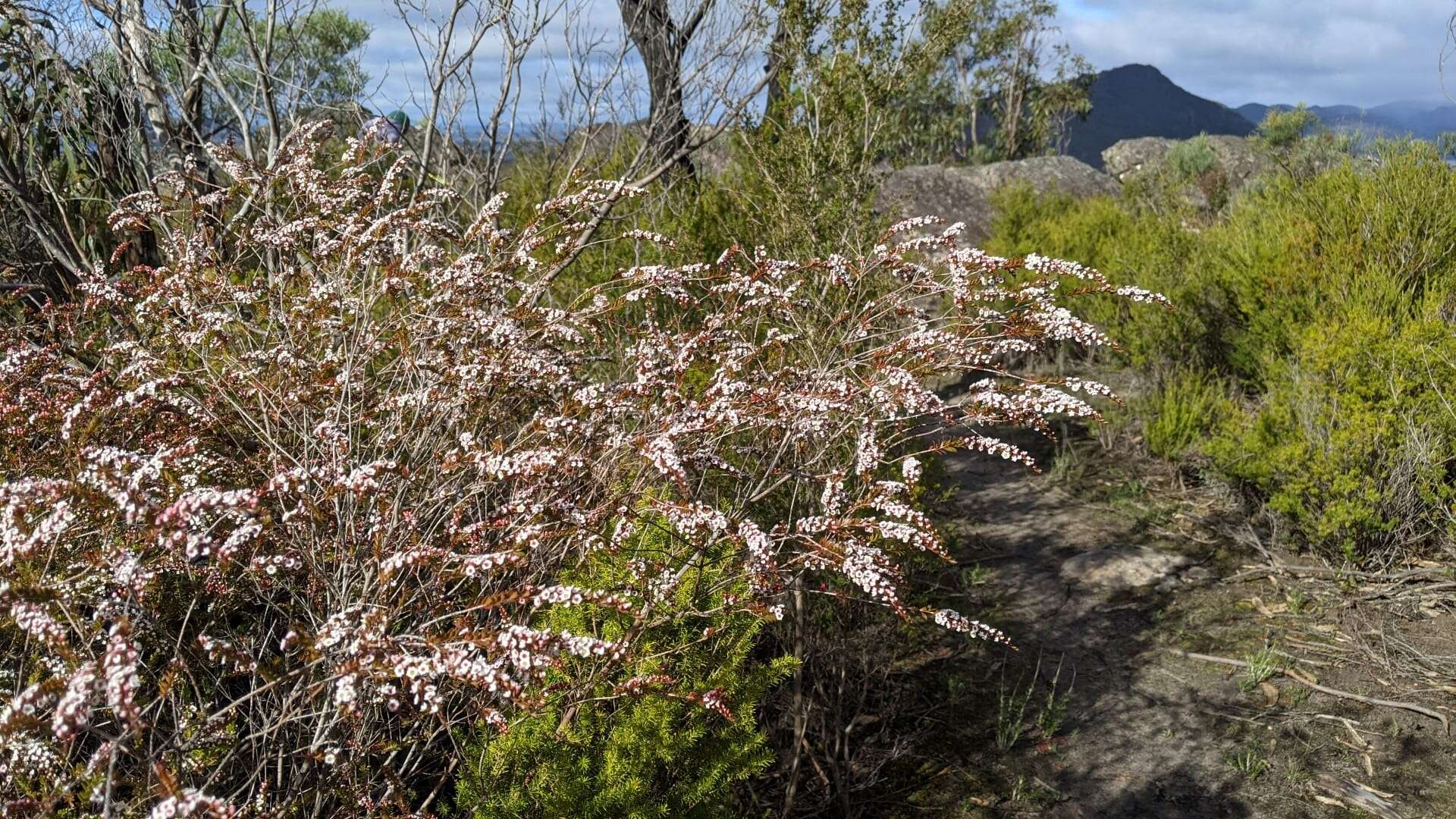 Image de Thryptomene calycina (Lindley) Stapf