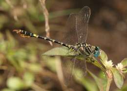 Imagem de Paragomphus lineatus (Selys 1850)