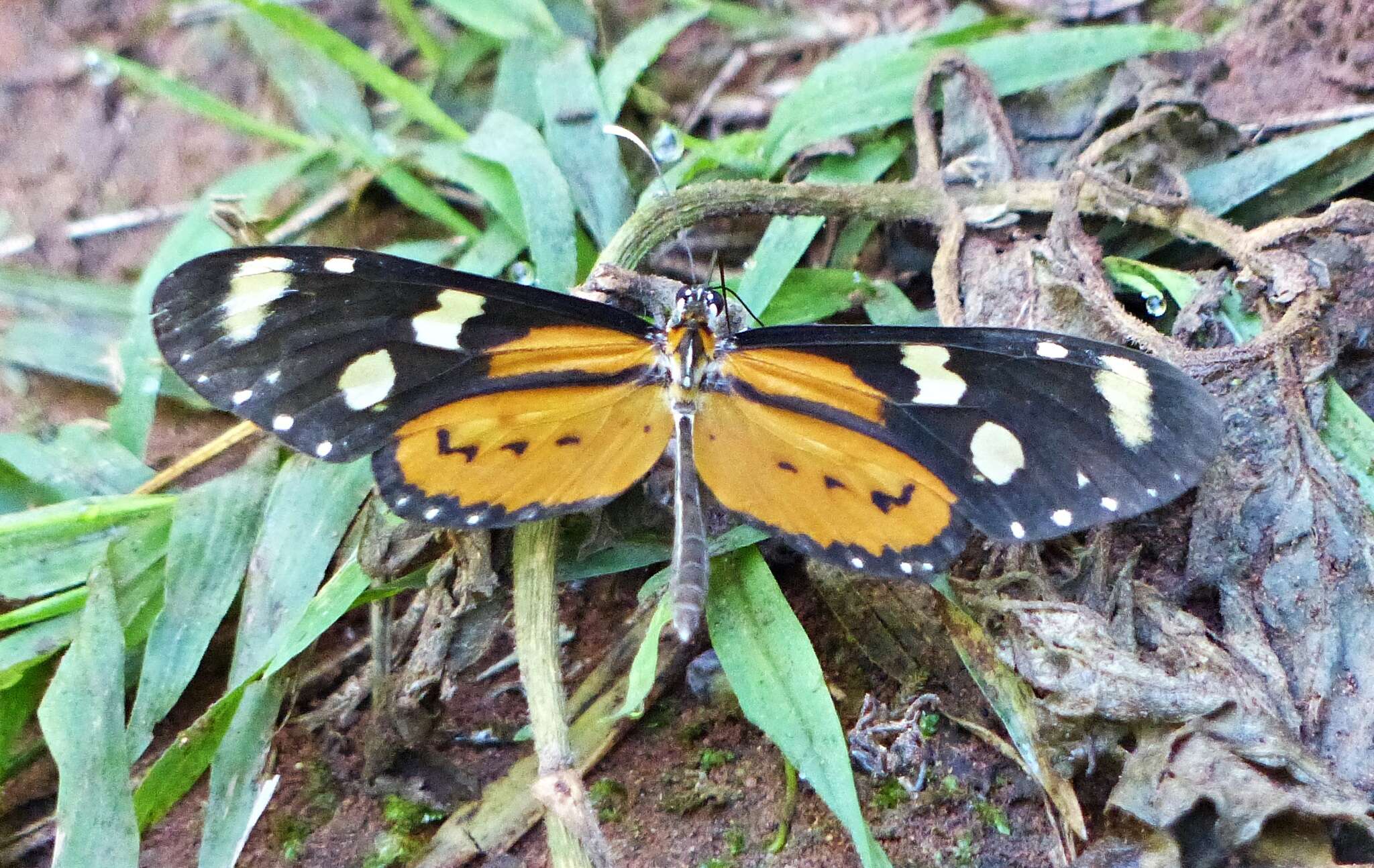 Image de Mechanitis lysimnia elisa Guérin