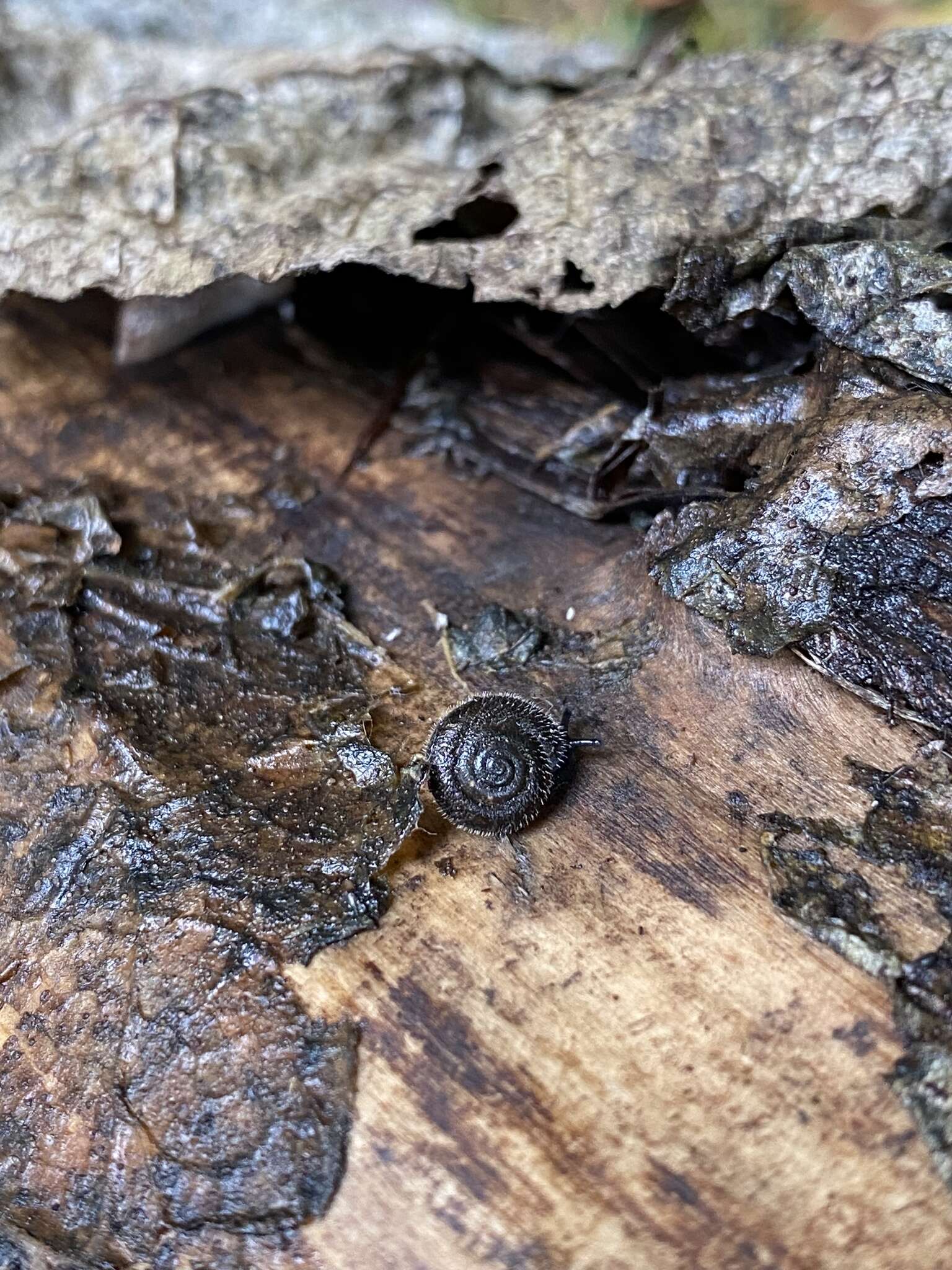 Imagem de Ashfordia granulata (Alder 1830)