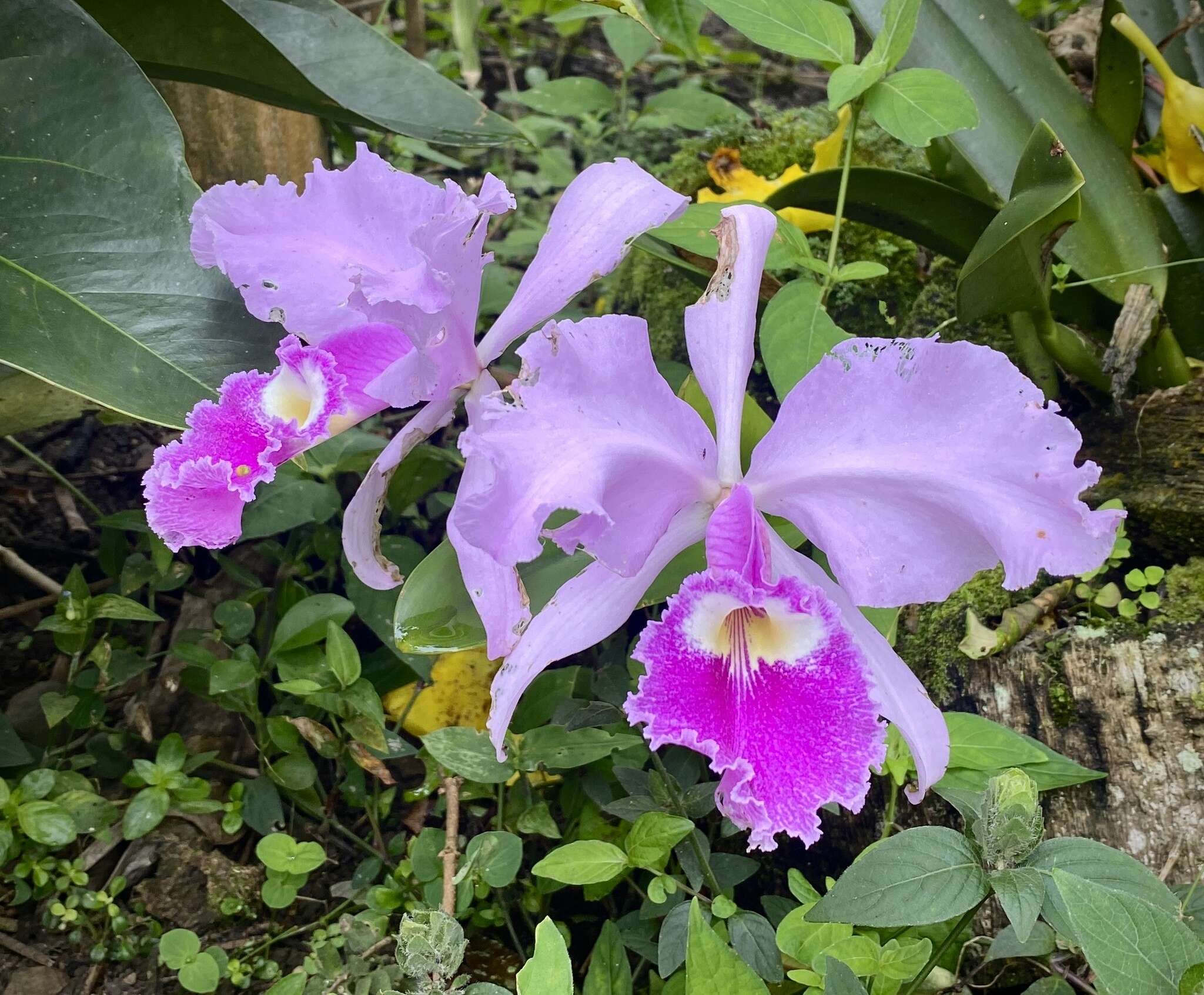 Image of Cattleya trianae Linden & Rchb. fil.