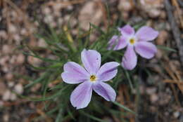 Image of Siberian phlox