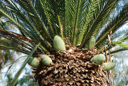 Image of Macrozamia moorei F. Muell.