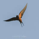 صورة Hirundo rustica savignii Stephens 1817