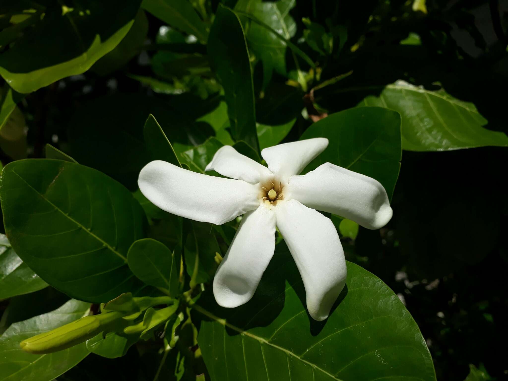 Image de Tiaré tahiti