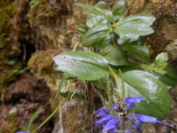 Image de Paederota bonarota (L.) L.