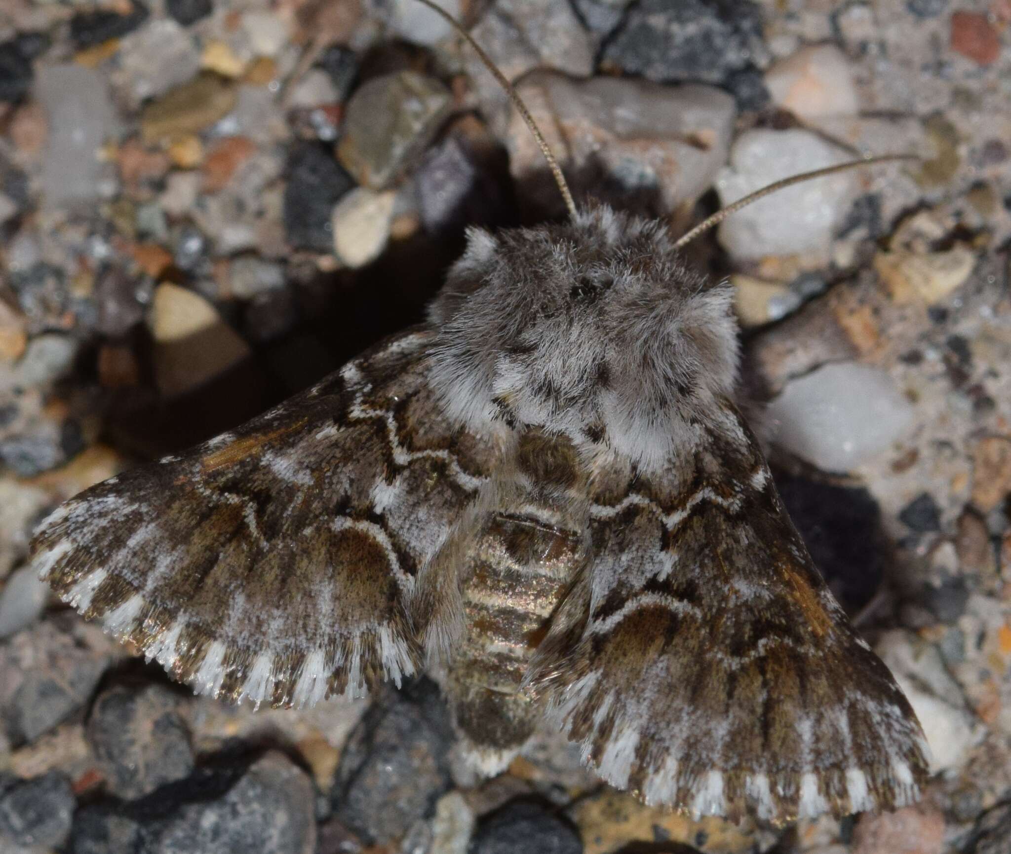 Image of Cleonymia baetica Rambur 1837