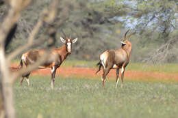 Image of Blesbok