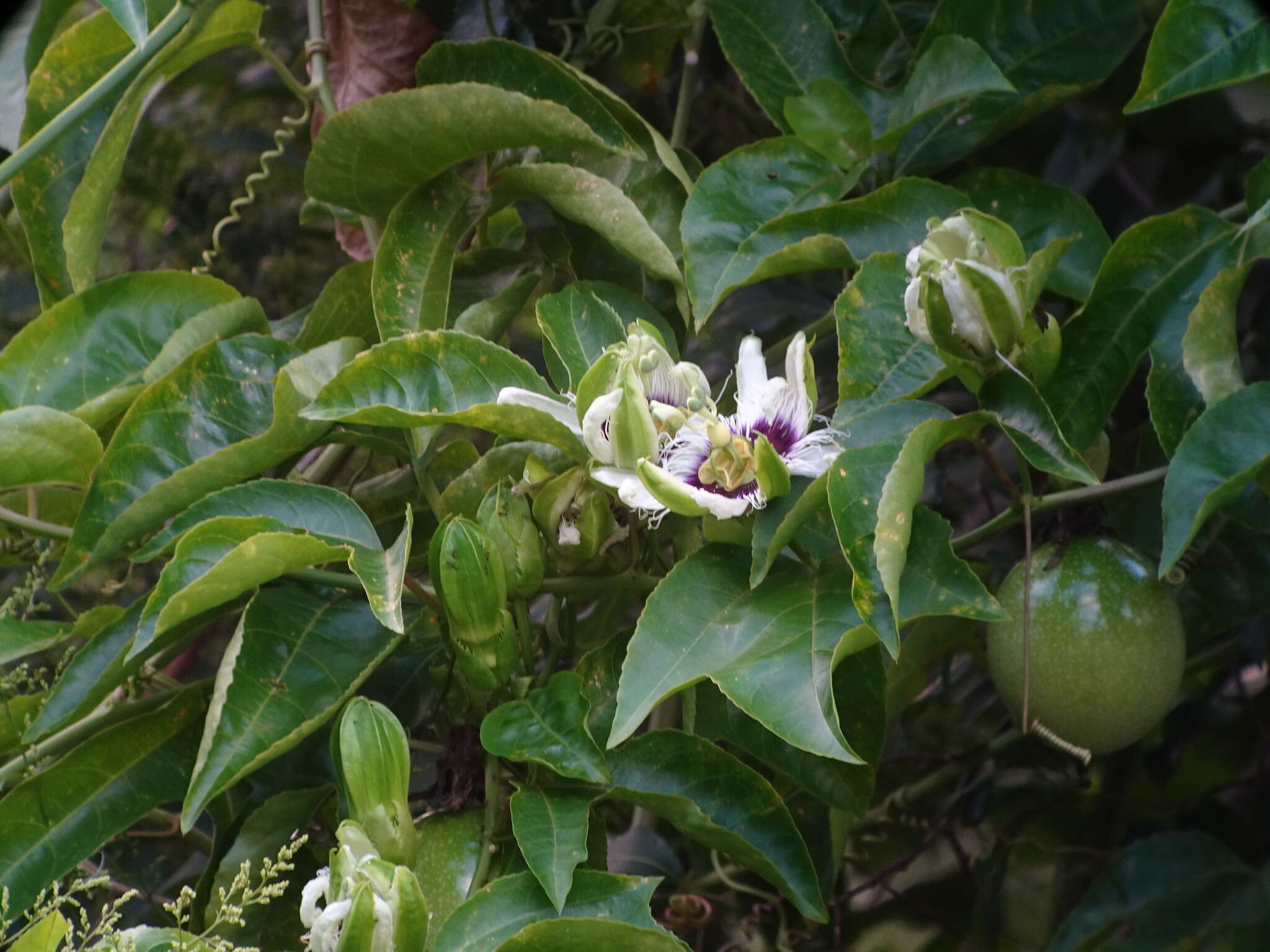 Sivun Passiflora edulis flavicarpa Deg. kuva