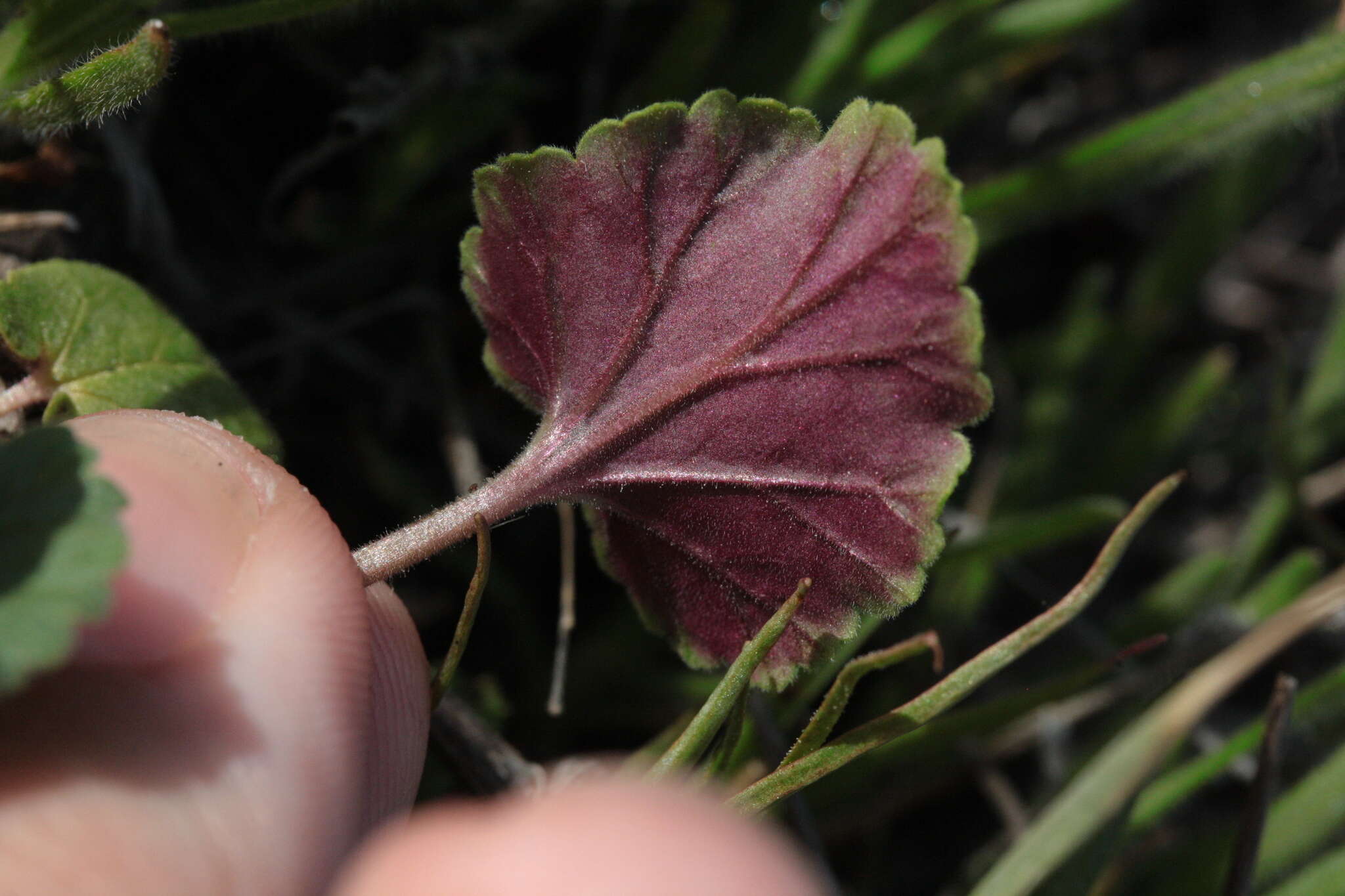 Imagem de Erodium macrophyllum Hook. & Arn.