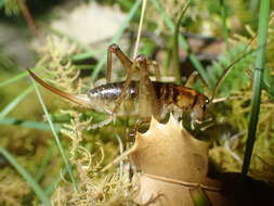 Image of Hemiandrus maculifrons (Walker & F. 1869)