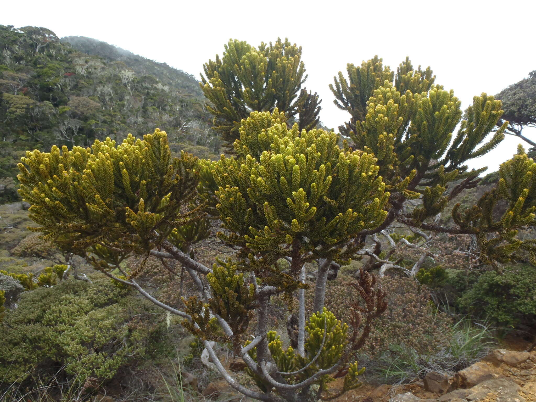 Image of Dacrydium gibbsiae Stapf