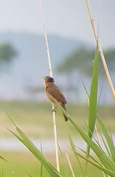 Image of Oriental Reed Warbler