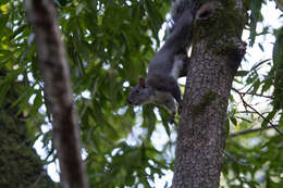 Imagem de Sciurus subgen. Hesperosciurus Nelson 1899