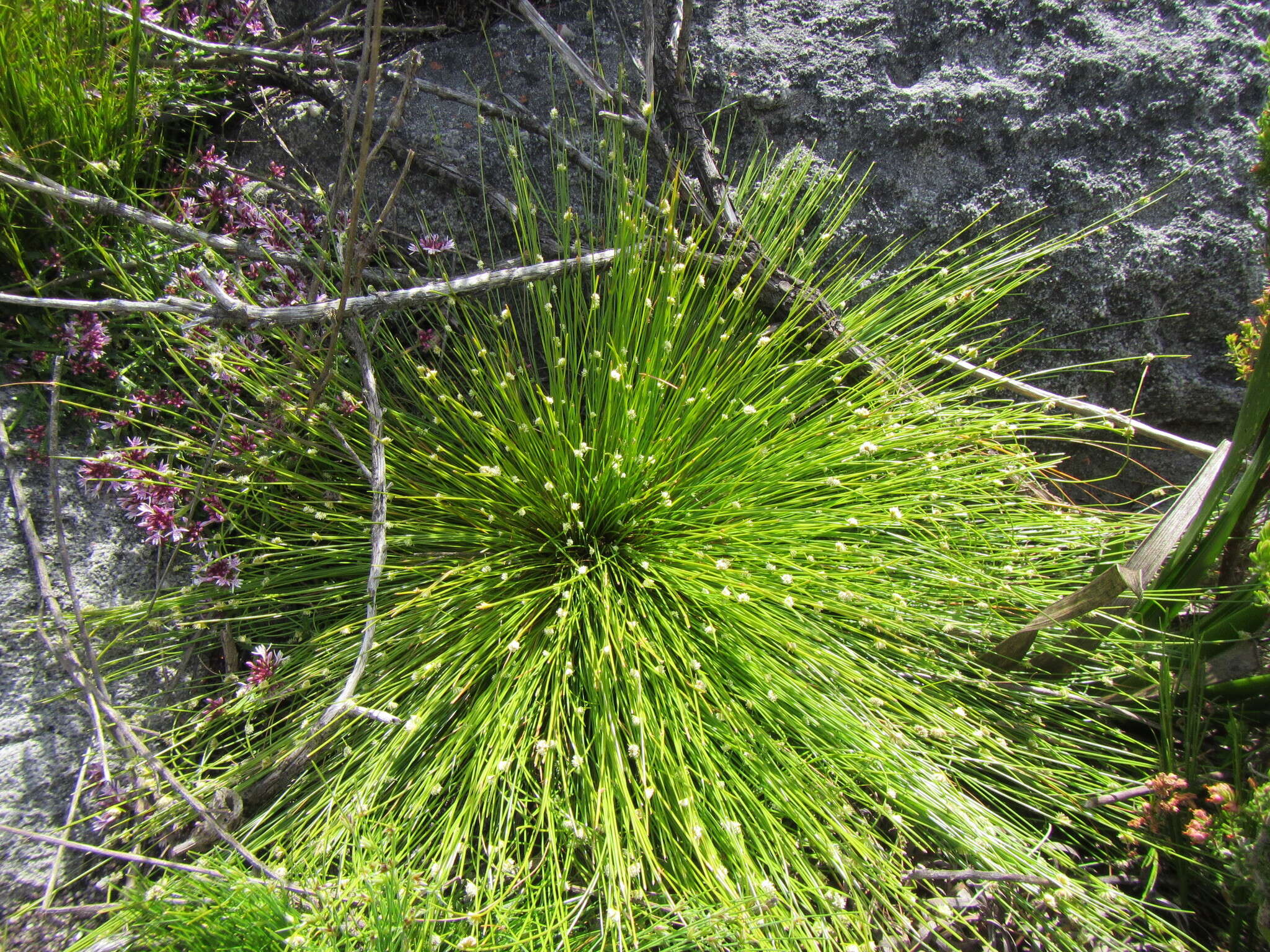 Image of Ficinia minutiflora C. B. Clarke