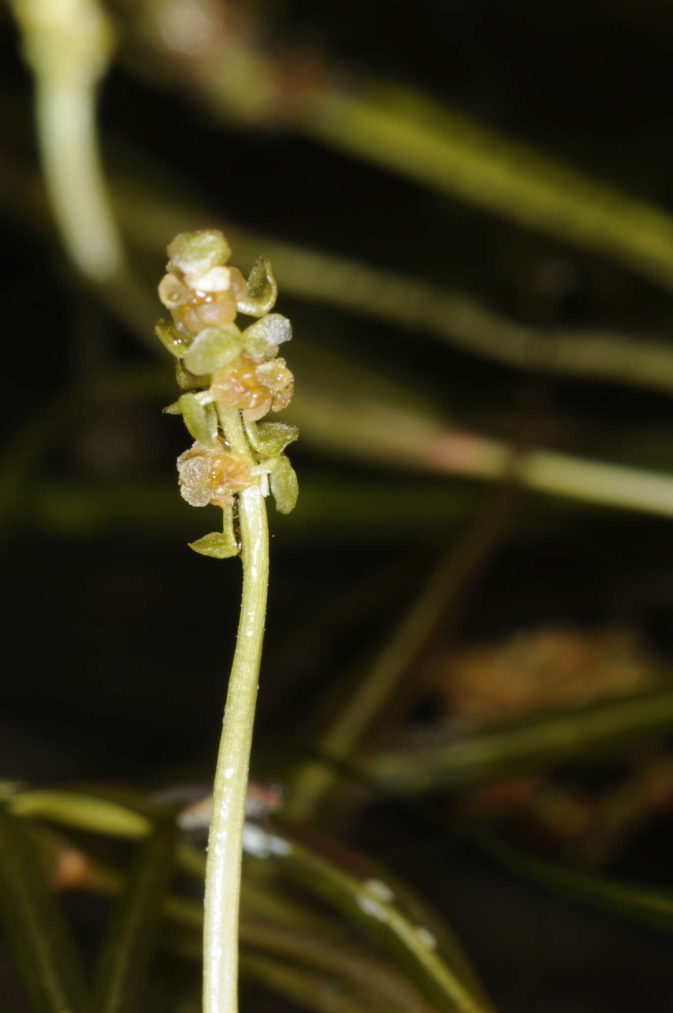 Image of Lesser Pondweed