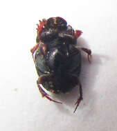 Image of Onthophagus pullus Roth 1851