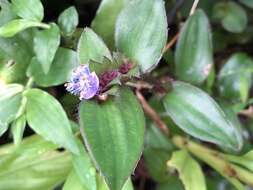 Image of Belosynapsis ciliata (Blume) R. S. Rao