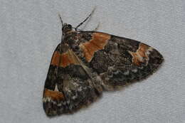 Image of Orange-barred Carpet