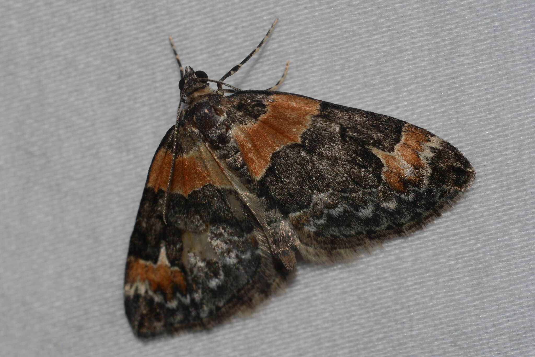 Image of Orange-barred Carpet