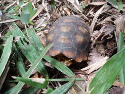 Image of Yellow-footed Tortoise