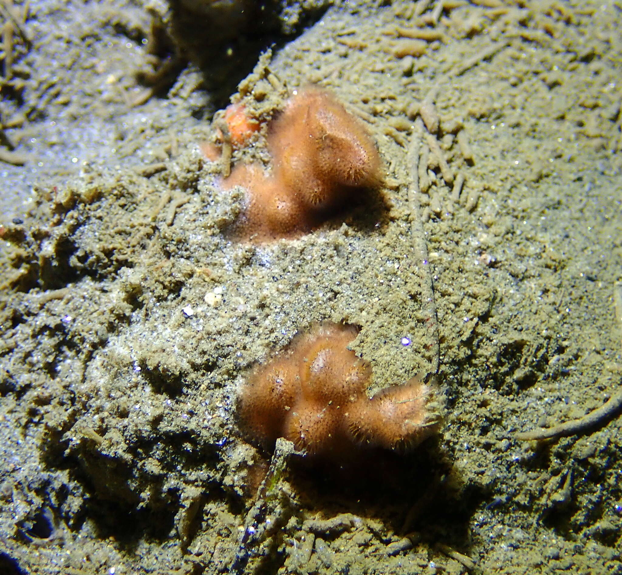 Image of Celleporaria brunnea (Hincks 1884)