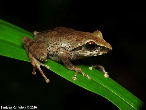 Image of Pseudophilautus alto (Manamendra-Arachchi & Pethiyagoda 2005)