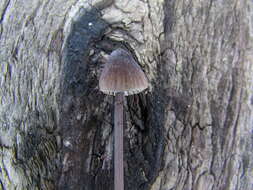 Image of Milk-drop mycena