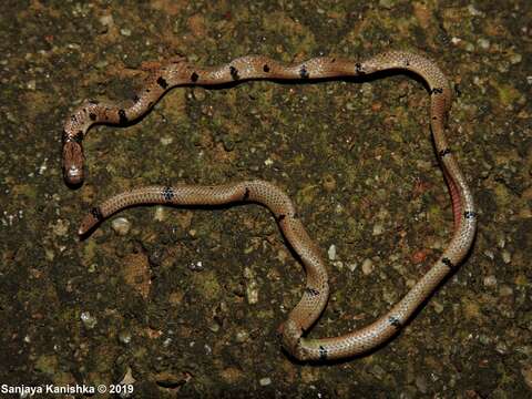 Image of Calliophis haematoetron E. N. Smith, Manamendra-Arachchi & Somaweera 2008