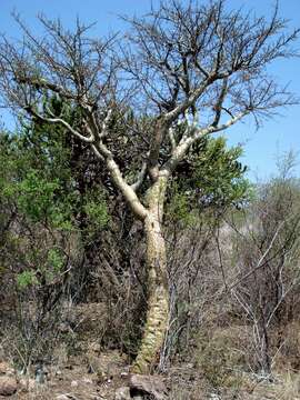 Image of fragrant bursera