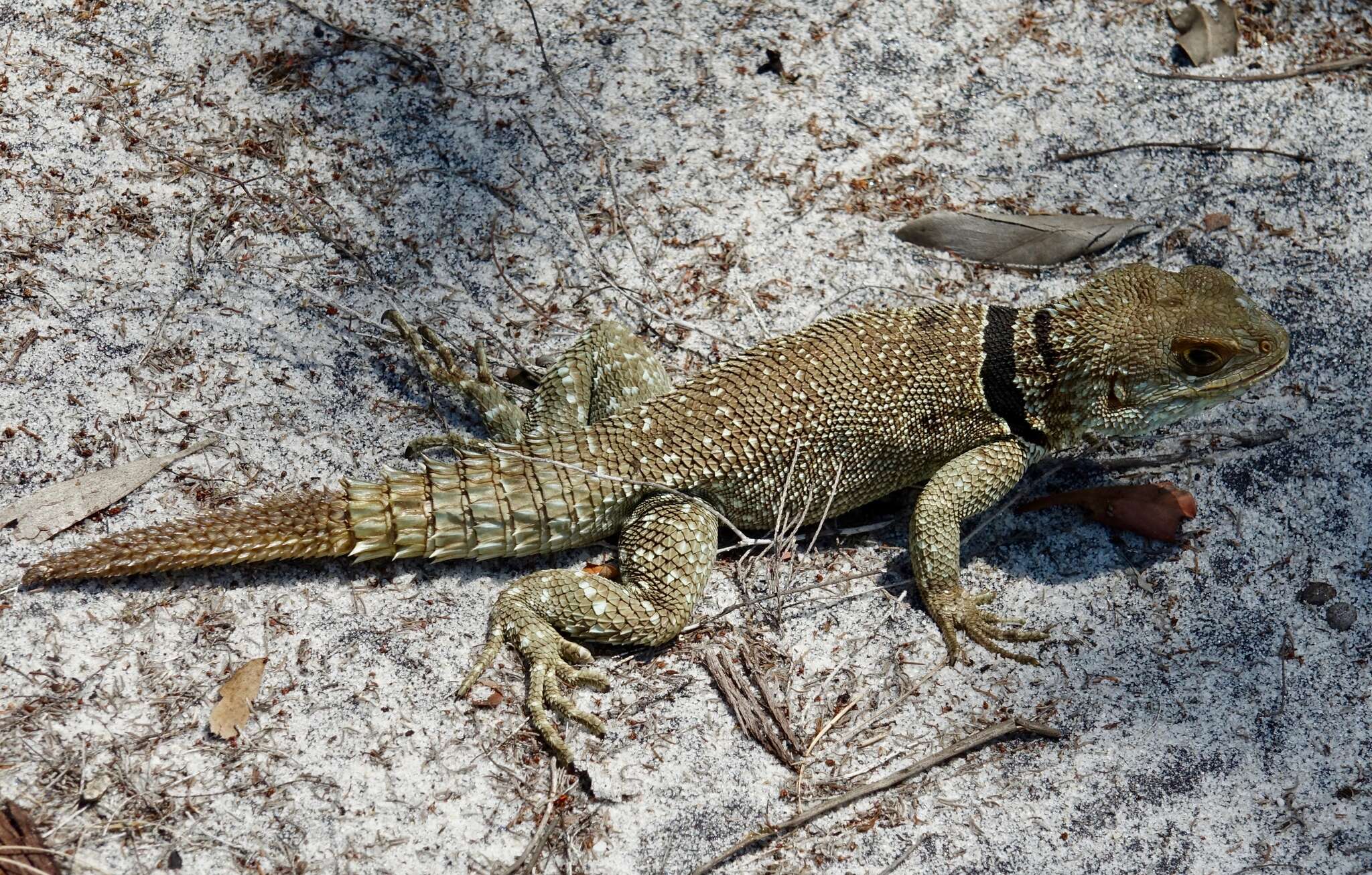 Image of Collared iguana