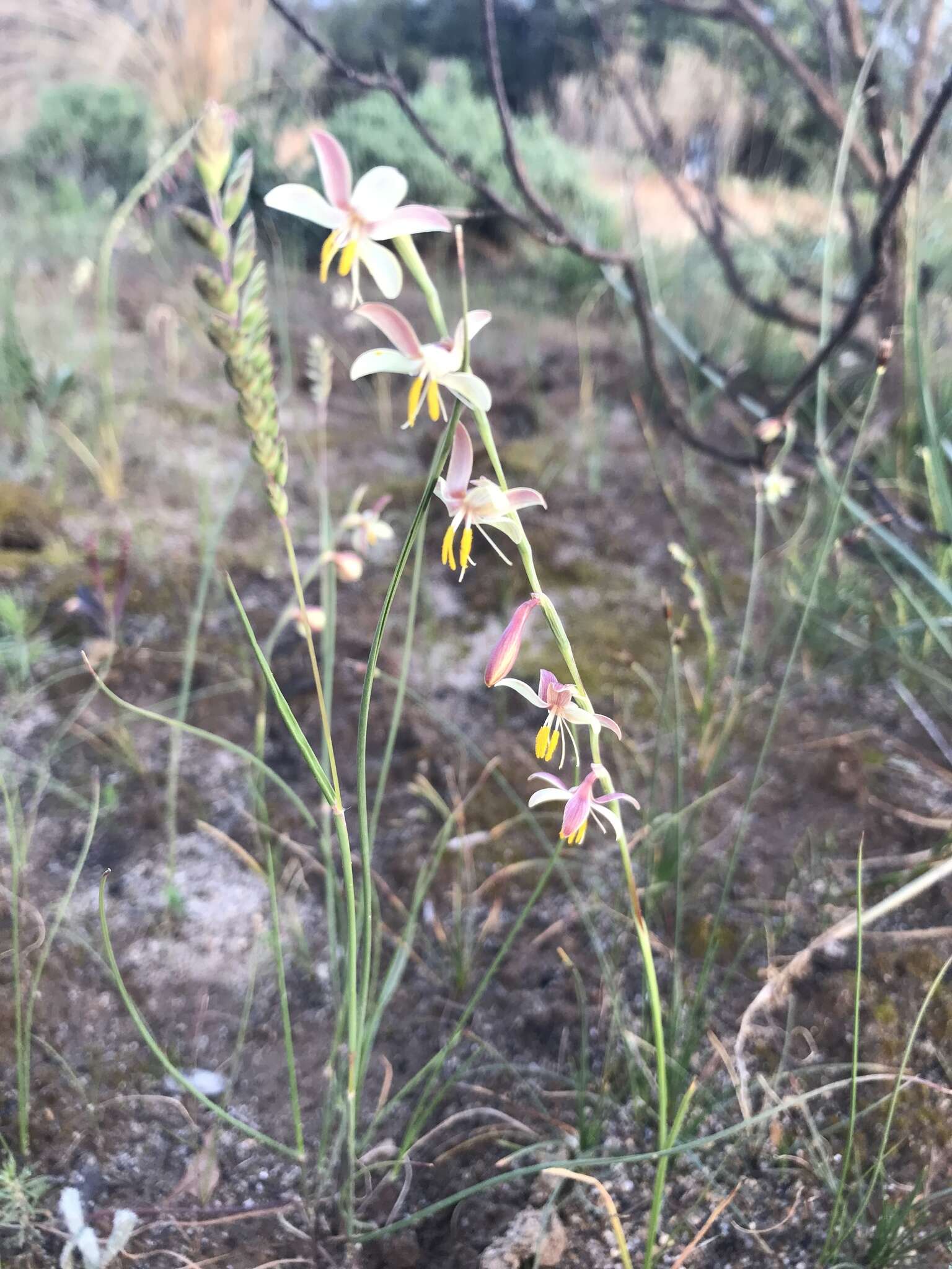 Image of Hesperantha radiata (Jacq.) Ker Gawl.