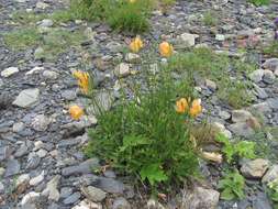 Image of Papaver oreophilum Rupr.