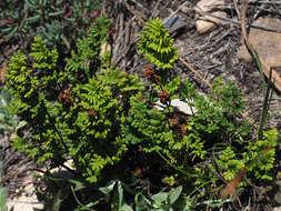 Image of Cheilanthes multifida subsp. multifida