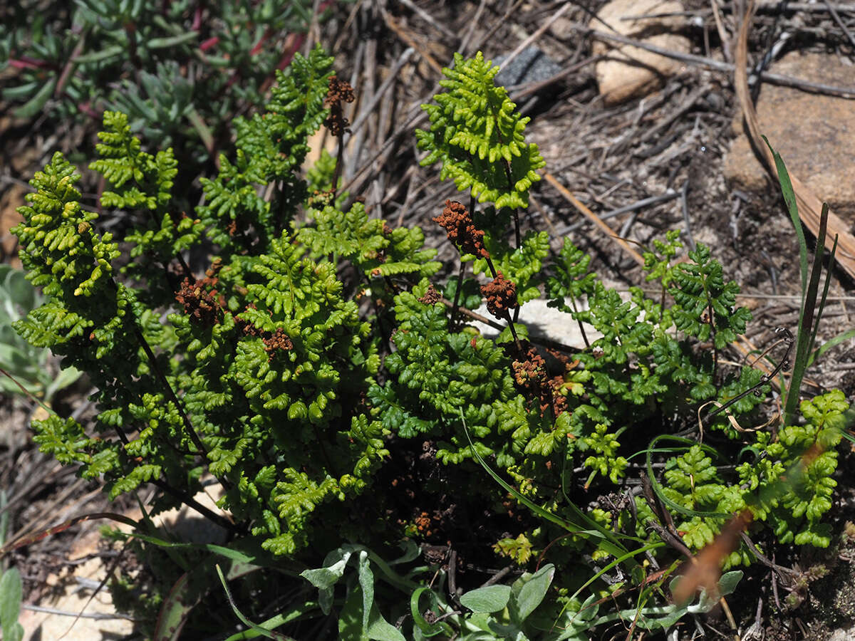 Cheilanthes multifida subsp. multifida resmi