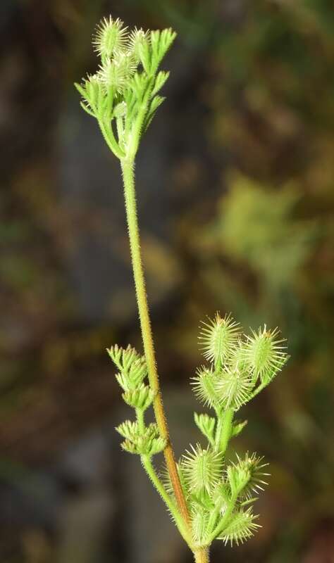 Слика од Daucus durieua Lange