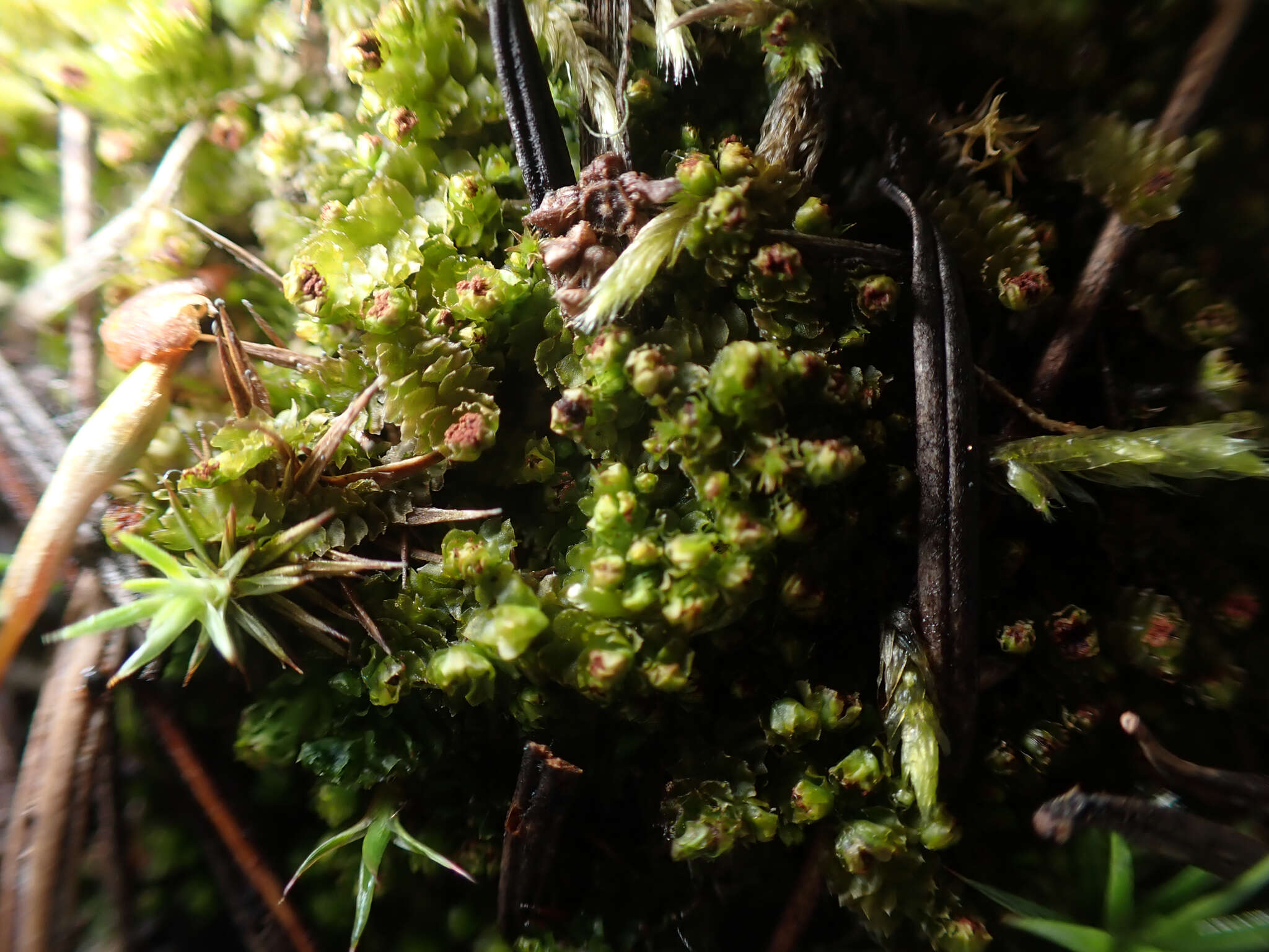 Image of Barbilophozia hatcheri (A. Evans) Loeske