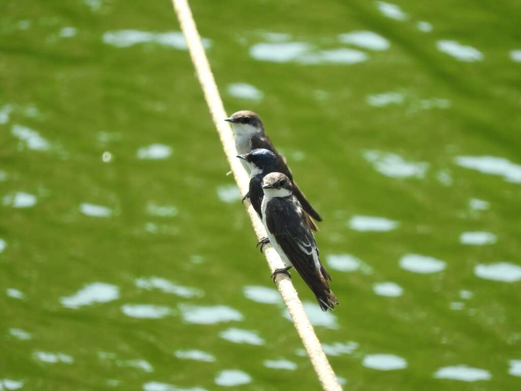 Image of Mangrove Swallow