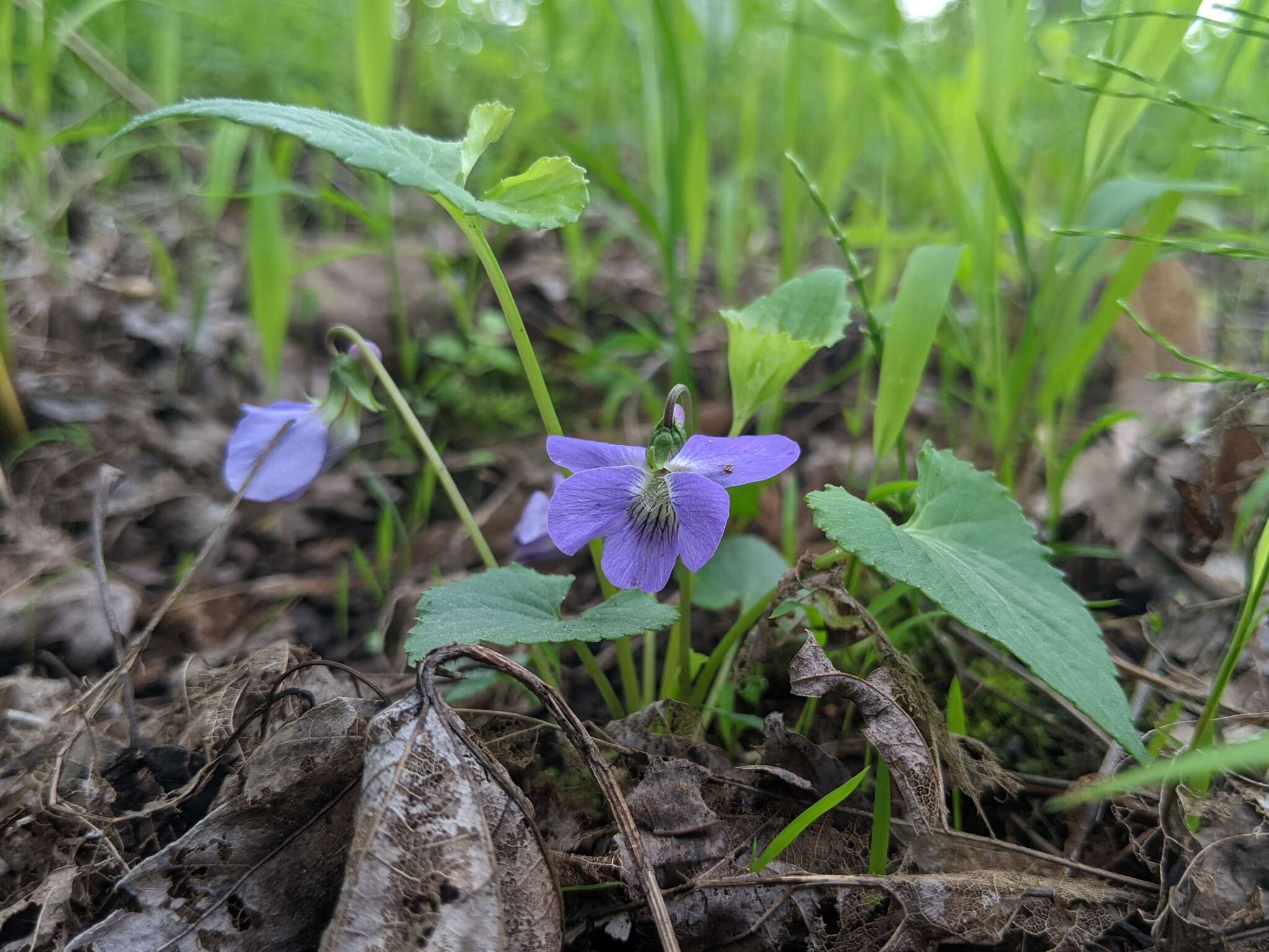 Image of Sand Violet