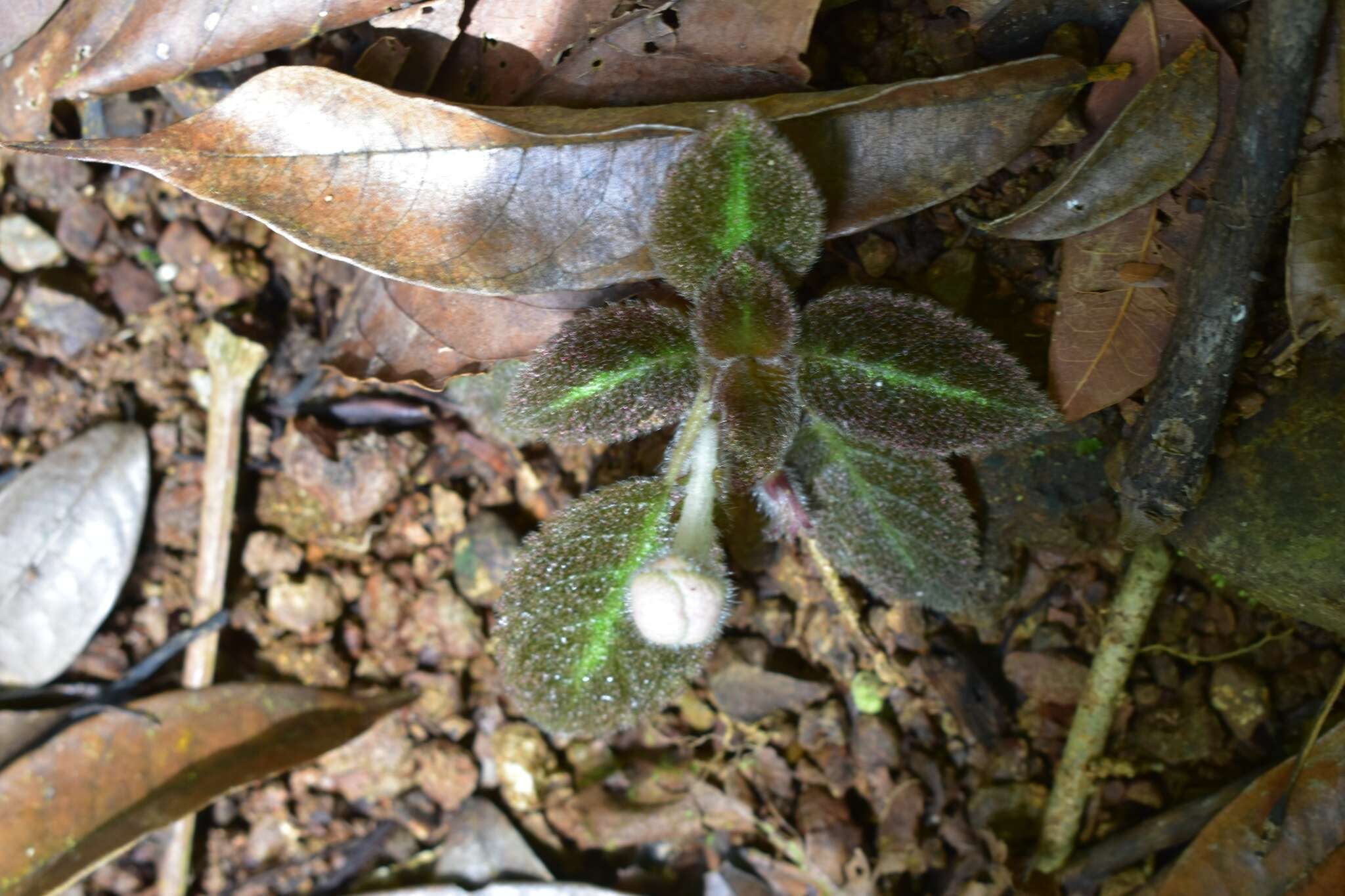 Image of Episcia lilacina Hanst.