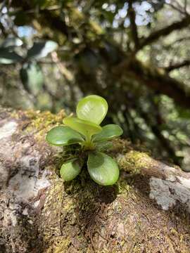 Image of Cupeillo